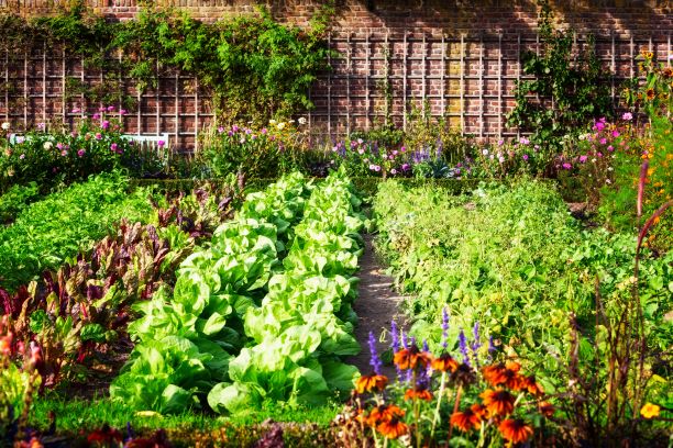 De tuin bemesten met koemestkorrels van Komeco